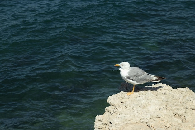 Seagull sits on a rock against the background of the sea Bird water and copy space