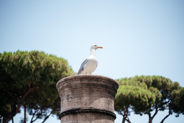 A seagull sitting on an antique stone column against the walls of the buildings in the rome city cen