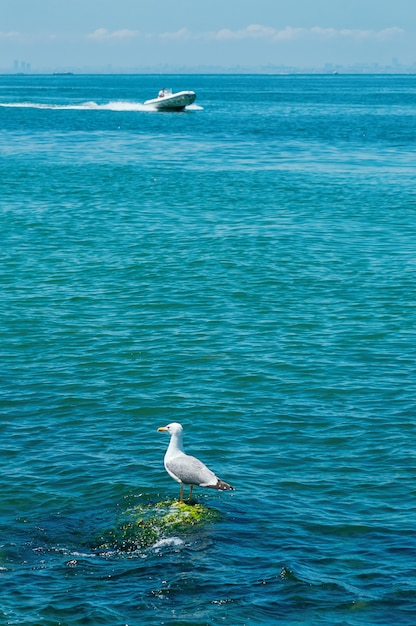 Seagull sitting on rock in blue sea water boat heading the shore city silhouette in the distance