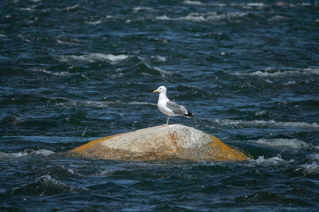 Seagull sitting on the rocky coastline,