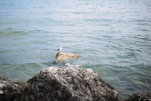 Seagull sitting on the stone on the beach