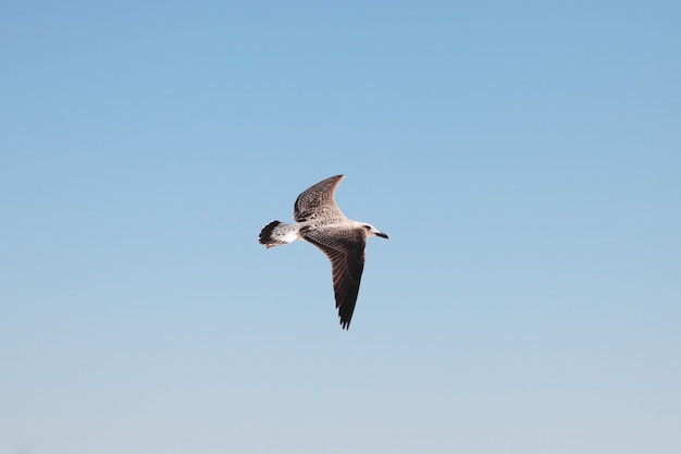 Seagull in the sky.  Bird in flight.