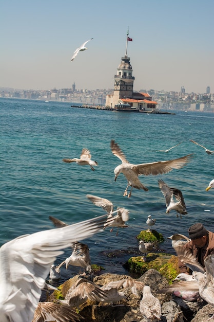 Seagull in a sky with a Maidens tower