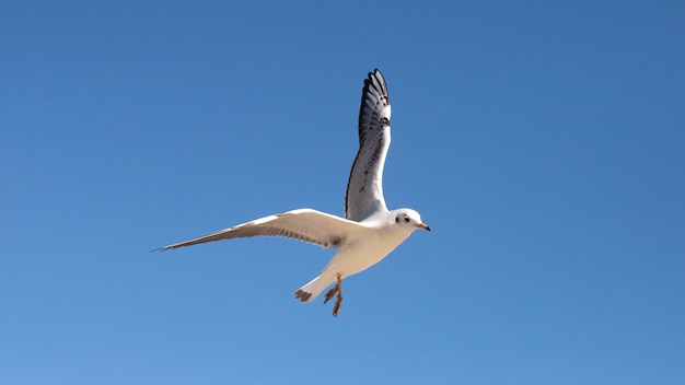 seagull in the sky