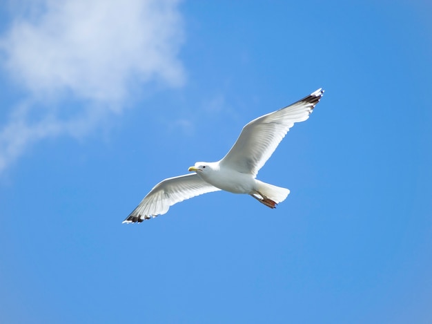 A seagull, soaring in the blue sky