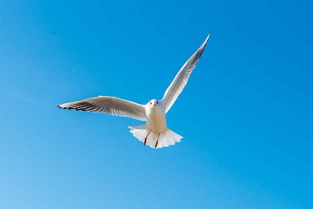 A seagull soars overhead on a clear blue sky day Seagull on a blue background