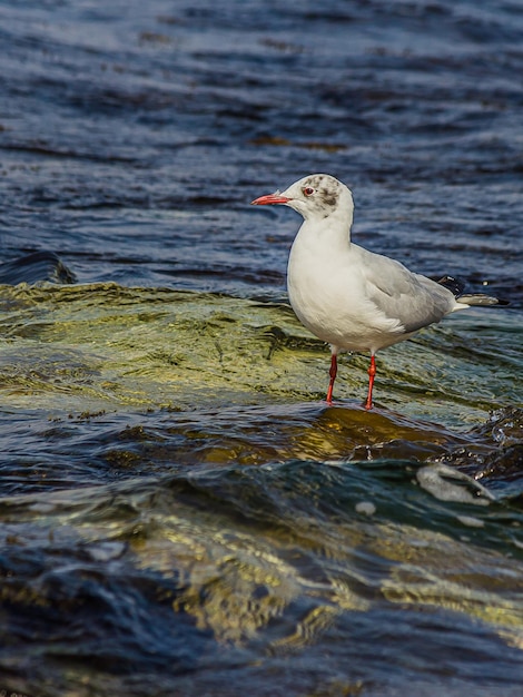 Seagull stand on a rock near the ocean surf in the water