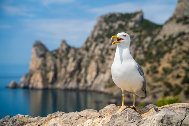 Seagull standing on a tree harbour log with a funny face looking bewildered that seems to be waiting for a response