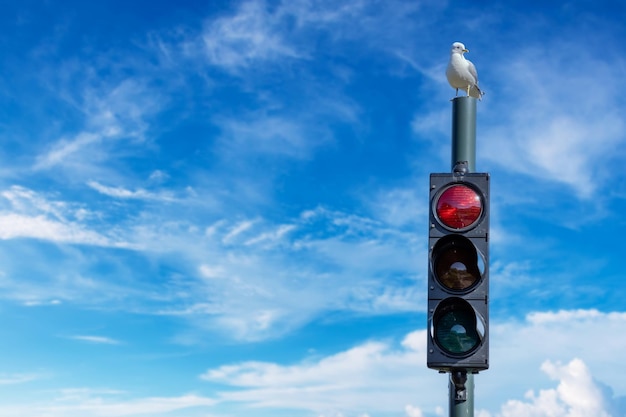 Seagull on the top of traffic light Lofoten is an archipelago in the county of Nordland Norway