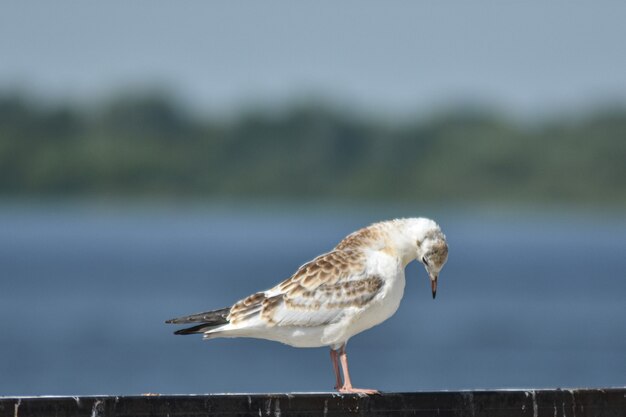 seagull on the Volga embankment