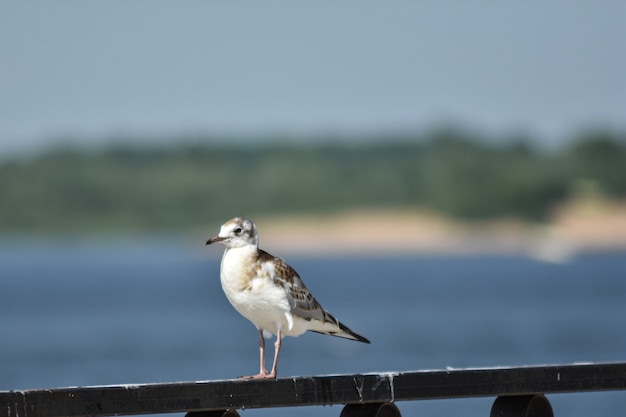 seagull on the Volga embankment