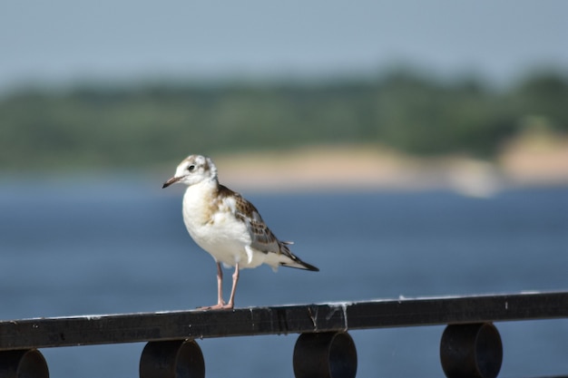 Seagull on the Volga embankment