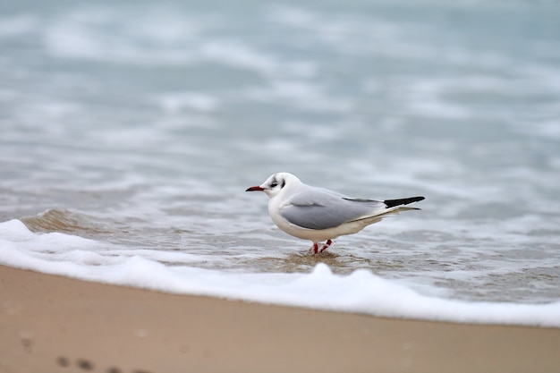 Seagull walking along seashore. Black-headed gull, Chroicocephalus ridibundus, standing on sandy beach by Baltic sea.