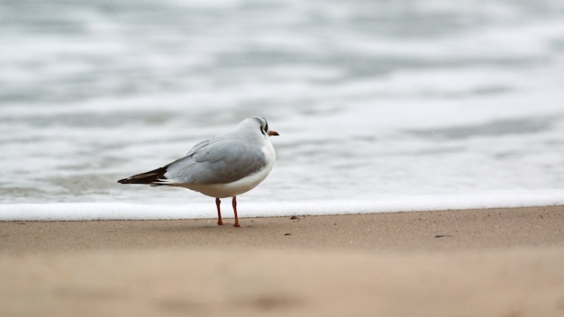 Seagull walking along seashore