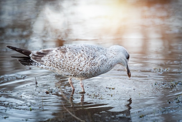 Seagull walks on shallow water