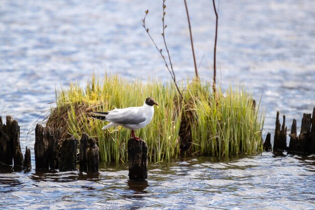 A seagull with a black head sits on a drowned tree against the background of a small green island in