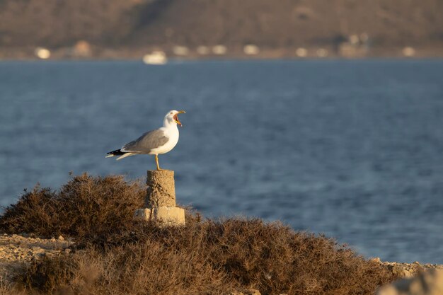 Photo seagull with open beak perched on a bust in the ocean