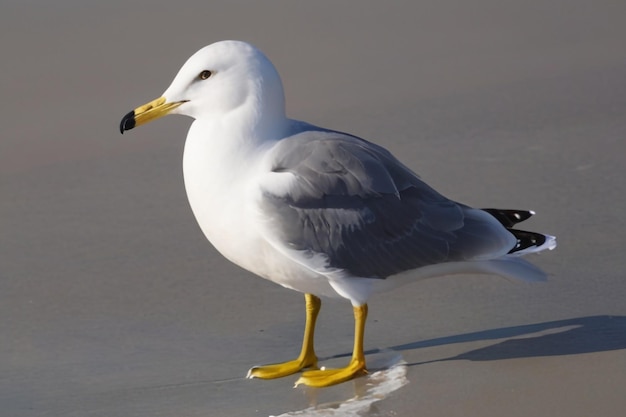 Seagull