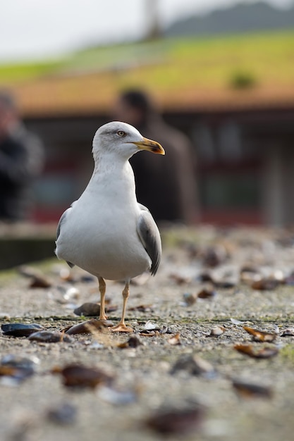 seagull