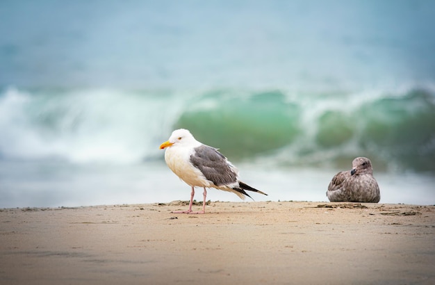 Photo seagull