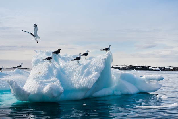 Seagulls in Antarctica