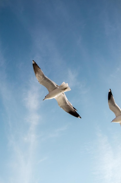 Seagulls are flying in the sky