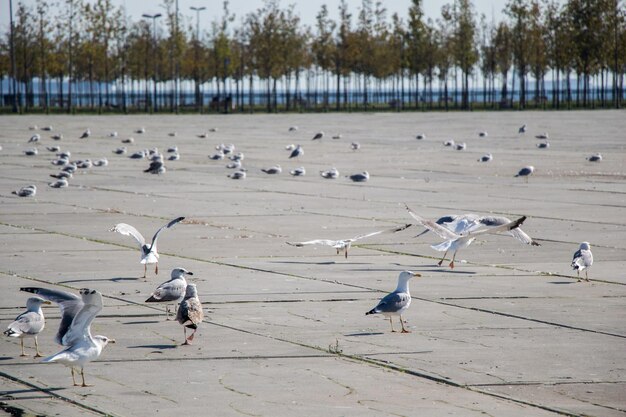 Seagulls are having a rest on a concrete ground