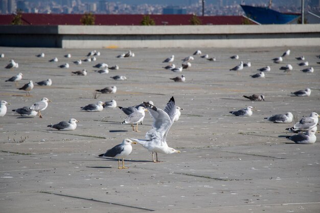 Seagulls are having a rest on a concrete ground