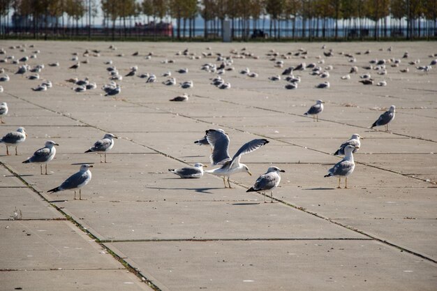 Seagulls are on rest on a concrete ground