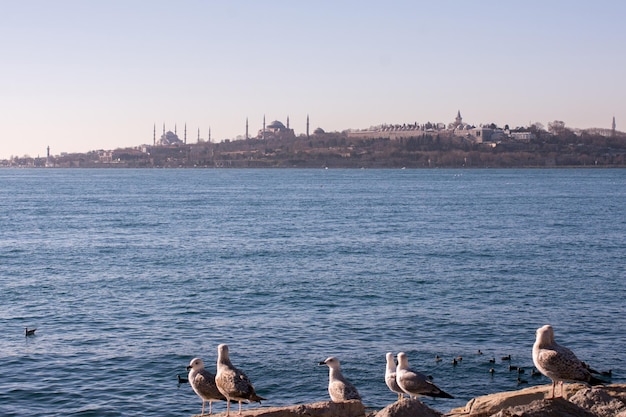 Seagulls are on the rock by the sea waters in Istanbul