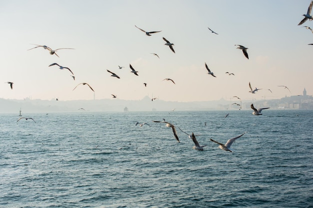 Seagulls as seabirds are on and over sea water