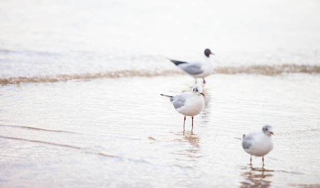 Seagulls on the beach sea at bright sunny day