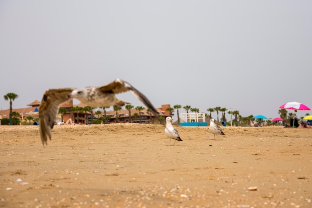 Seagulls on the beach