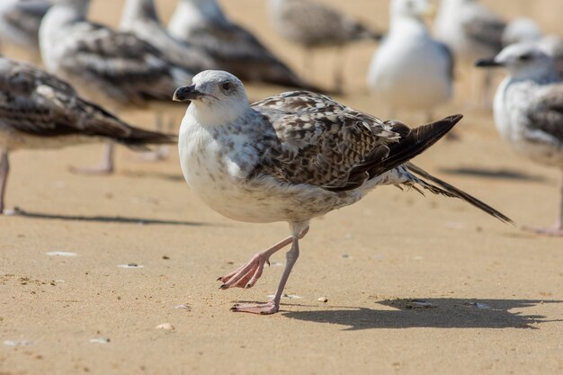 Seagulls on the beach