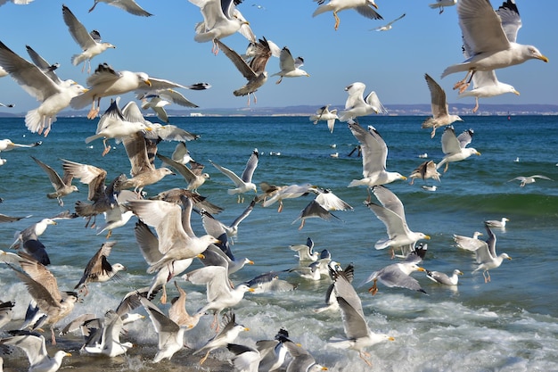 seagulls on the beach