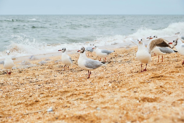 Seagulls birds in the sea