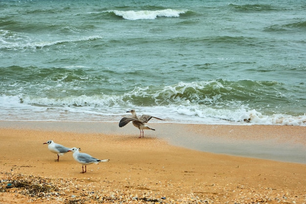 Seagulls birds in the sea