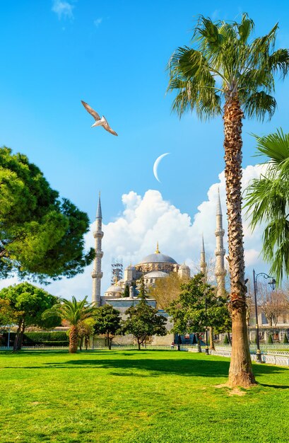 Seagulls over Blue Mosque