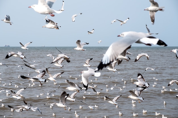 Seagulls on blue sky