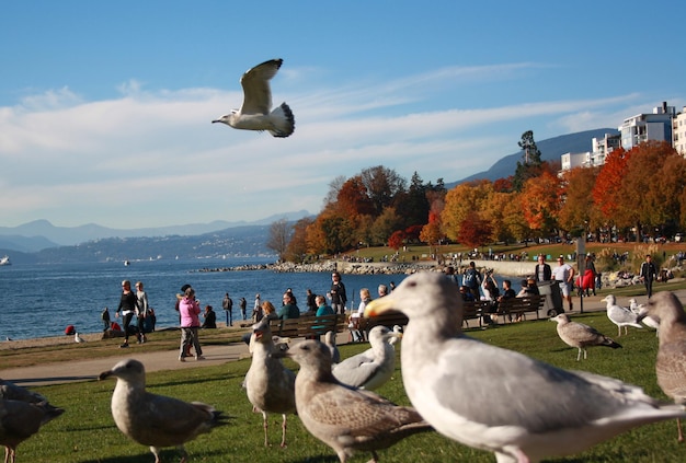 Seagulls at English Bay Beach Vancouver British Columbia Canada