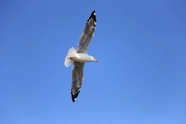 Seagulls escaped the cold weather in Thailand.