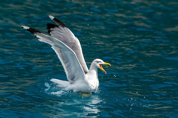 Seagulls flies over the sea and hunting down fish