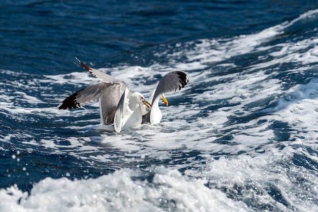 Seagulls flies over the sea and hunting down fish