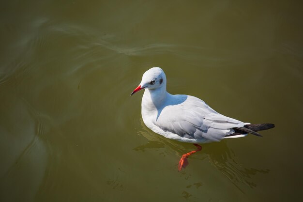 Seagulls float fly over the sea and hunt