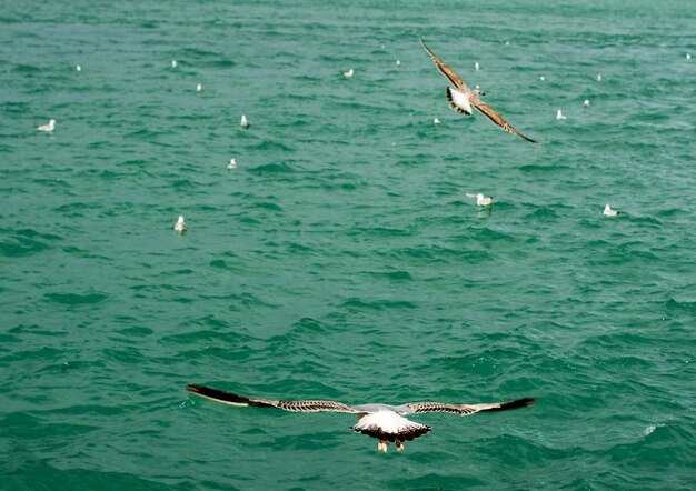 Seagulls fly over waters of sea