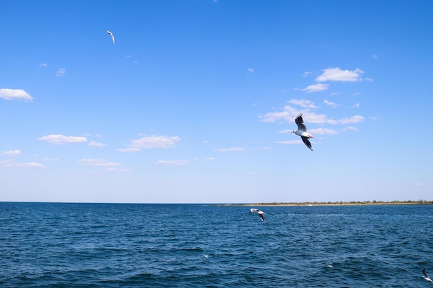 Seagulls flying over the Black sea Ukrainian landscape