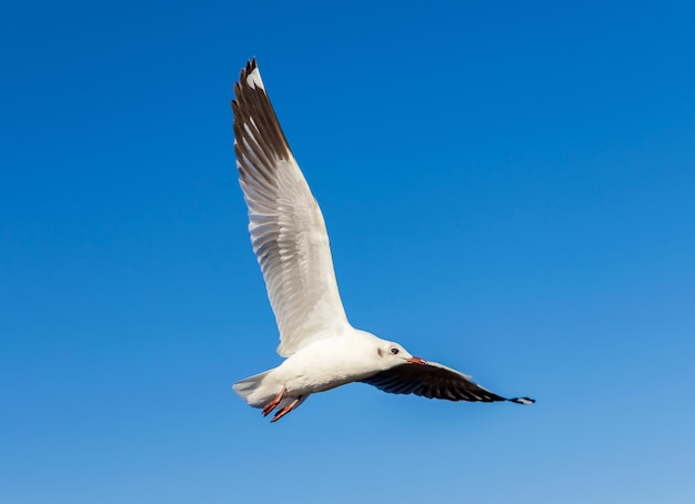 Seagulls flying in the blue sky The beauty of nature in summer