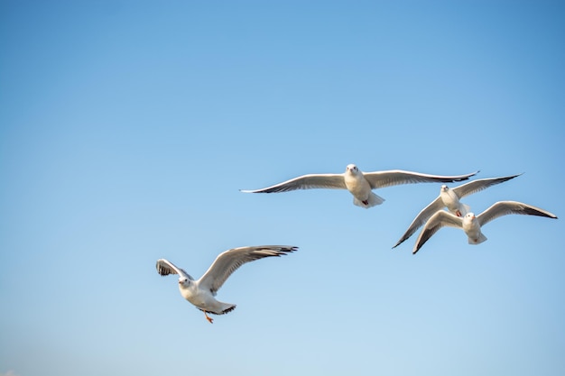 Seagulls flying in the blue sky