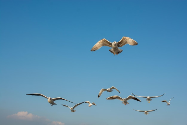 Seagulls flying in the blue sky