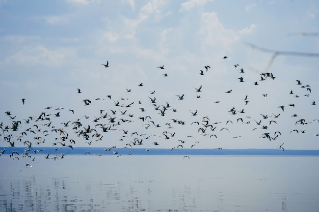 seagulls flying over lake